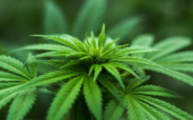 Porto-Vecchio : Arrêté sans permis et sous stupéfiants, un jeune homme cultivait du cannabis chez lui