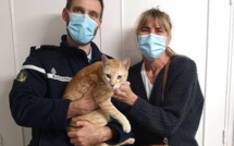 "Ginger", le chat volé à L'Ile-Rousse retrouvé… perché à Nessa
