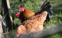 Tout ce qu'il faut savoir sur la grippe aviaire