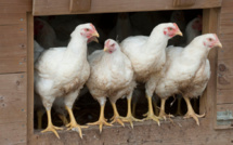 Grippe aviaire à Lucciana : "un foyer hautement pathogène"