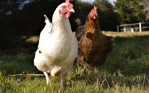 Grippe aviaire à Lucciana : l'envoi de volailles interdit depuis la Haute-Corse