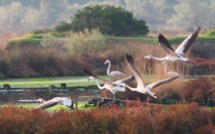 La photo du jour : couleurs d'automne dans les marais a Porto Vecchio