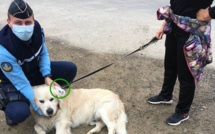 La gendarmerie de Saint-Florent se dote d’un lecteur de puces pour identifier les chiens et chats errants 
