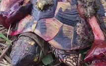 Destruction d'espèces protégées : Global Earth Keeper Corse dénonce