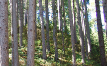 Filière forêt-bois : La Corse dans la certification PEFC