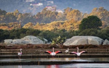 La photo du jour :  quand les Flamants roses s’invitent aux Salines de Porto-Vecchio