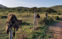 Porto-Vecchio : tristes totems
