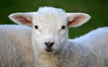 La colère des bergers corses contraints de faire abattre leurs agneaux en Sardaigne 