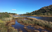 La photo du jour : Carpiccia à l'heure printanière