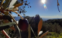 La météo du mardi 15 décembre 2020 en Corse