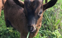 Une ferme de Biguglia récupère les sapins de Noël pour nourrir ses chèvres