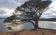 La photo du jour : la sentinelle de l’Acciaro Plage