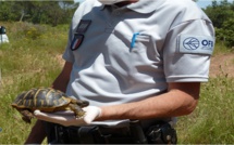 L'engagement quotidien de l'OFB pour la préservation de la Tortue d'Hermann en Corse