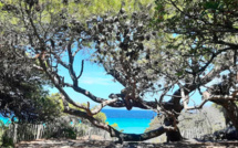 La photo du jour :  "la première impression de Saleccia"