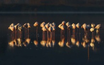 Journées Mondiales des Zones Humides 2021 : découvrez la Corse autrement