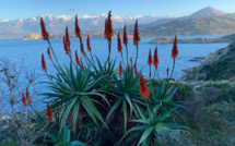 La photo du jour : Le golfe de Calvi au travers des agaves de la Revellata