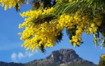 La photo du jour : Le Monte Arpone et la pluie d'or du mimosa