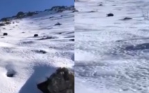 VIDEO - "Mi lu, mi lu, il nous arrive droit dessus !" : un sanglier glisse sur la neige et tombe sur deux randonneuses