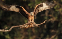 Le CEN Corse montre l'exemple dans la protection du milan royal