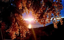 La photo du jour : le mimosa dans le soleil levant de Silgaghja