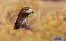 Le monde des oiseaux de Corse expliqué aux enfants
