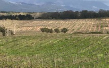 Domaine de Casabianca : Des lots agricoles ont été attribués à 25 jeunes agriculteurs 