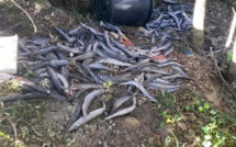 Morsiglia : 50 kg de barracuda jetés en pleine nature