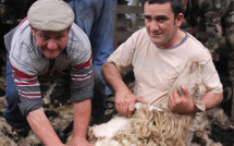 Tradition ancestrale avec a tundera dans la plaine d'Aregnu