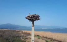 Un nouveau nid accueillera les balbuzards pêcheurs à la réserve naturelle de Biguglia 