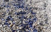 Bastia : La plage de Ficaghjola envahie par les vélelles et les filtres plastiques