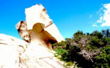 La photo du jour : l'orriu di u Liò di Roccapina