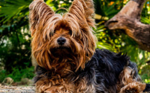 Le Yorkshire Terrier, chien préféré des Corses en 2020