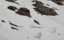 La photo du jour : les mouflons courent sur la montagne corse