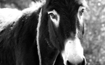Maltraitance animale : en Corse une pétition franchit le cap des 5000 signatures