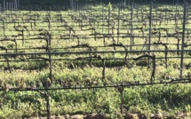 Gel : jusqu'à 60% de pertes dans le vignoble de Corse