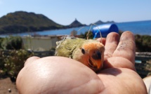 La photo du jour : l'oiseau et la Parata.... 