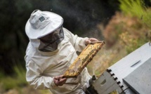 Murzu : 40 ruches volées à aun apiculteur de Muna