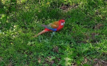 A qui est la perruche de l'étang de Biguglia ?