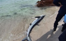 Extreme-Sud : un requin échoué sur la plage de Palombaggia