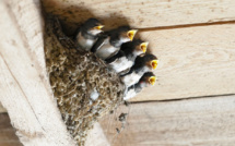 Global Earth Keeper alerte 25 maires corses sur la destruction illégale des nids d'hirondelles