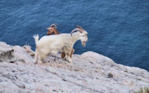 La photo du jour : les chèvres au bord de la Grande bleue