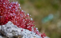 Ascensione : jour férié, fête oubliée ?