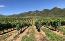 Vins Corses : l'AOC comme gage de qualité 