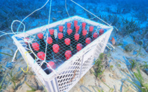 Cap Corse : 280 bouteilles de vins immergées à 35 mètres de profondeur