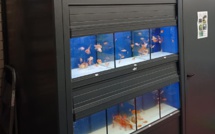 Tocc'à Voi - Les Zanimo de Ghisonaccia : "nous déposons plainte contre EDF pour « maltraitance animale par négligence »