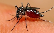 Ces gestes simples à effectuer pour éviter la prolifération des moustiques