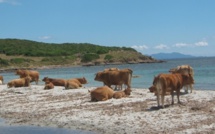 Plage du Lotu : un homme encorné par une vache