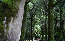 La photo du jour : le vert du site archéologique de Cucuruzzu