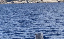 La photo du jour : le dauphin et la citadelle de Calvi