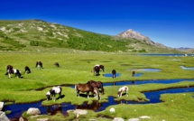 La photo du jour : les chevaux du lac de Ninu